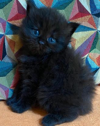 Gattina persiano femmina 