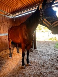Cavalla trottatrice