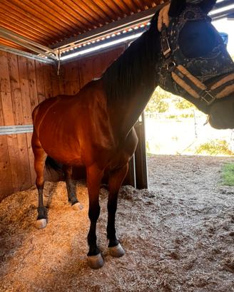 Cavalla trottatrice