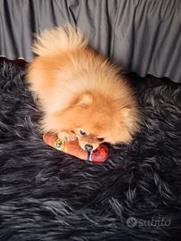 Spitz di pomerania per monta