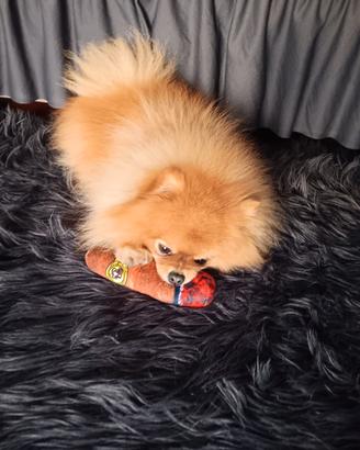 Spitz di pomerania per monta
