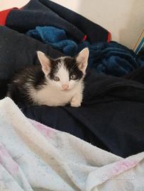 4 gattini amorevoli