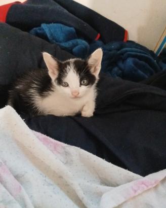 4 gattini amorevoli