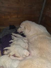 Pastore maremmano abruzzese