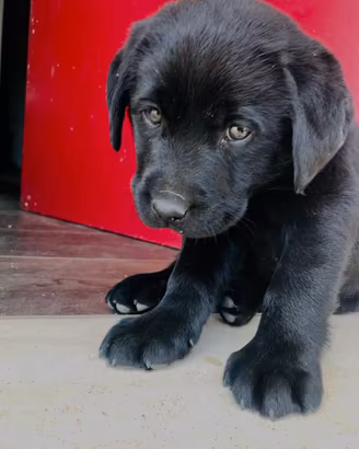 Cuccioli di labrador retriver Nero Maschio