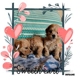Maltipoo