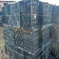 Cassette plastica imbiancamento radicchio