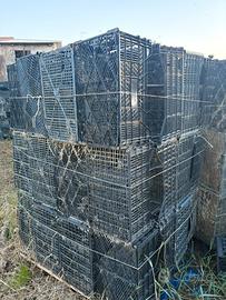 Cassette plastica imbiancamento radicchio