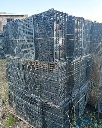 Cassette plastica imbiancamento radicchio