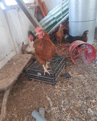 galline nostrane 