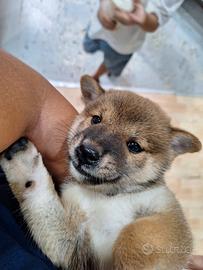 Shiba- Inu