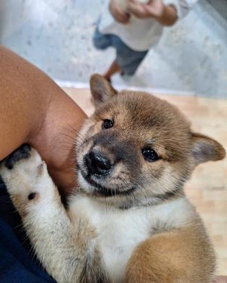 Shiba- Inu