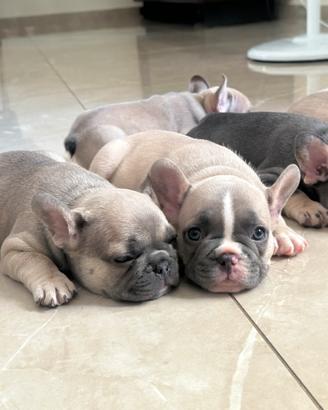 Meravigliosi Bulldog Francesi dai colori esotici