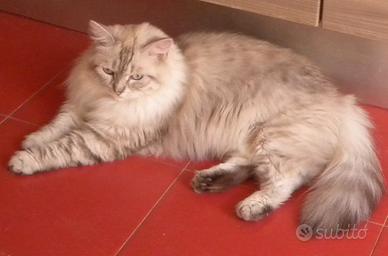 Gatto Siberiano
