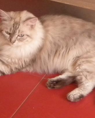 Gatto Siberiano