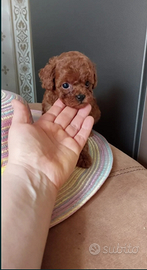 Barboncino /poodle mini Toy red