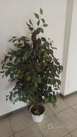 “Pianta finta decorativa