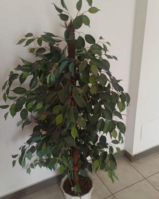 “Pianta finta decorativa