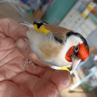 Cardellino Mayor