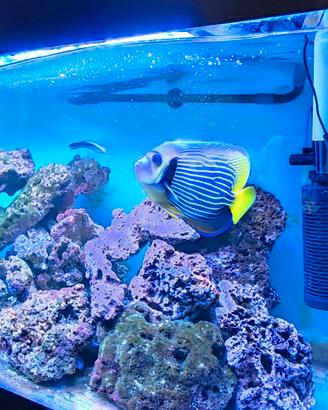 acquario 