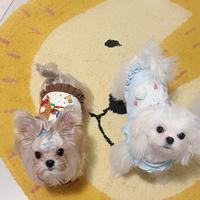 Maltese maschi disponibili