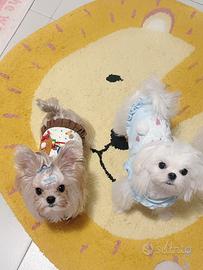 Maltese maschi disponibili