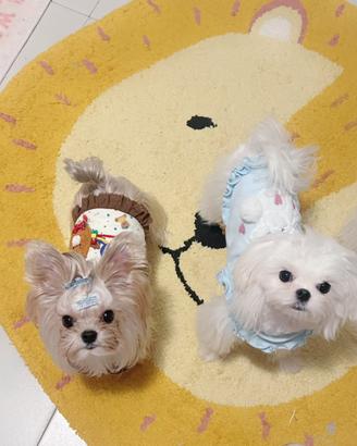 Maltese maschi disponibili