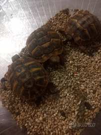 Testudo hermannii