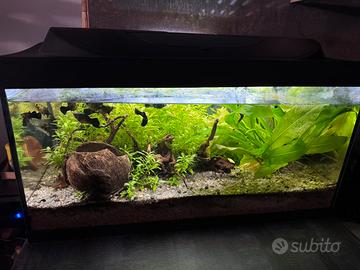 Acquario 50 litri