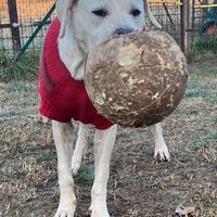 Ghost mix Labrador un gigante buono