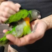 Pappagalli del Senegal