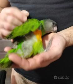 Pappagalli del Senegal