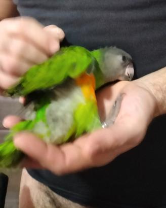 Pappagalli del Senegal