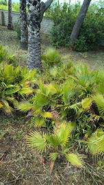 palme per abbellire giardini 
