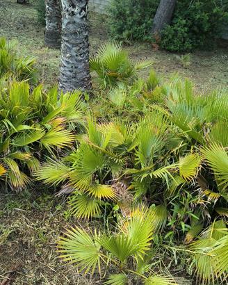 palme per abbellire giardini 