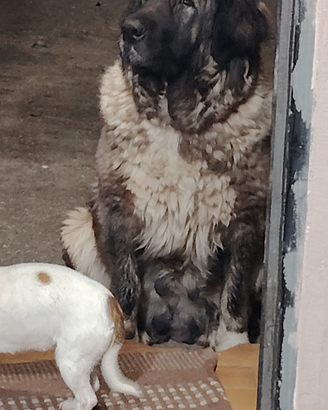 Caucaso cucciolo
