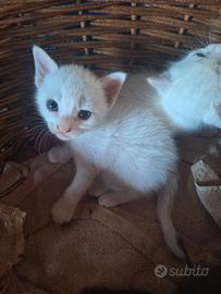 Gattini sia maschietti che femminucce