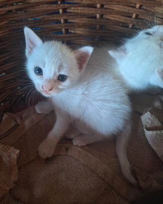 Gattini sia maschietti che femminucce