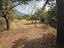 Immagine 11