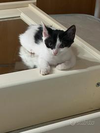 Gattina femmina bianca e nera