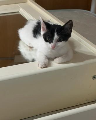 Gattina femmina bianca e nera