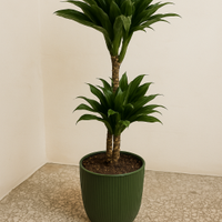 Drakaena compatta vaso decorativo Pianta interno