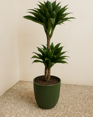 Drakaena compatta vaso decorativo Pianta interno