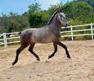 Cavallo spagnolo andaluso