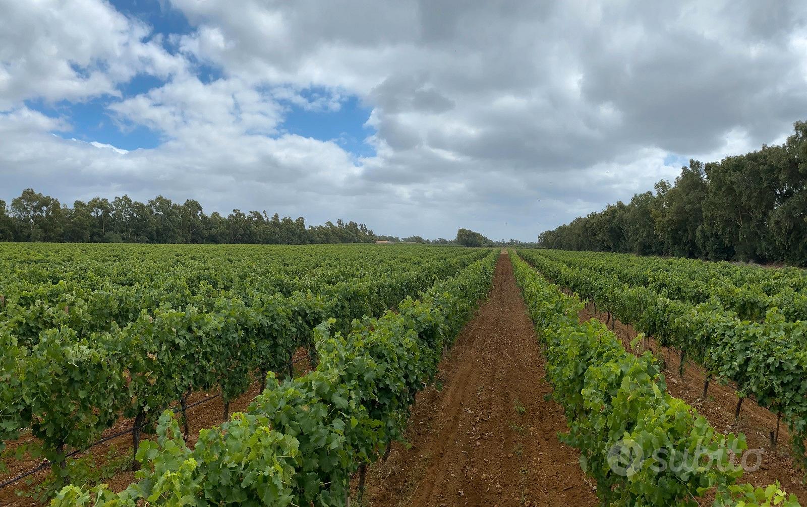 Terreno agricolo ad Alghero - Vista 4
