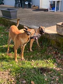 Pastore Belga Malinois