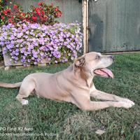 Simil Amstaff maschio
