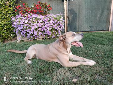 Simil Amstaff maschio