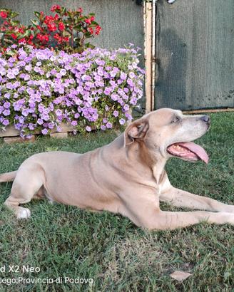 Simil Amstaff maschio