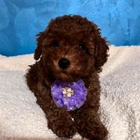 Barboncini toy/minitoy